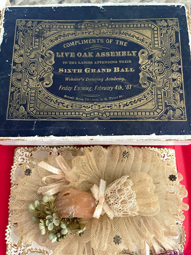1881 delaware live oak - 1881, "live
